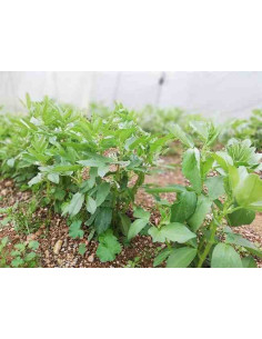 Semillas aromaticas lavanda (0.5 gramos) horticultura, horticola, semillas  huerto.