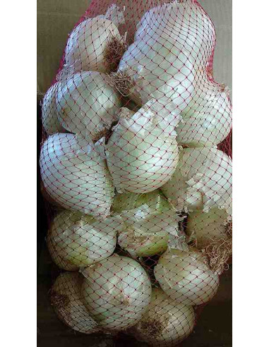 Calçots: cebollas de temporada con protocolo de consumo, babero incluido